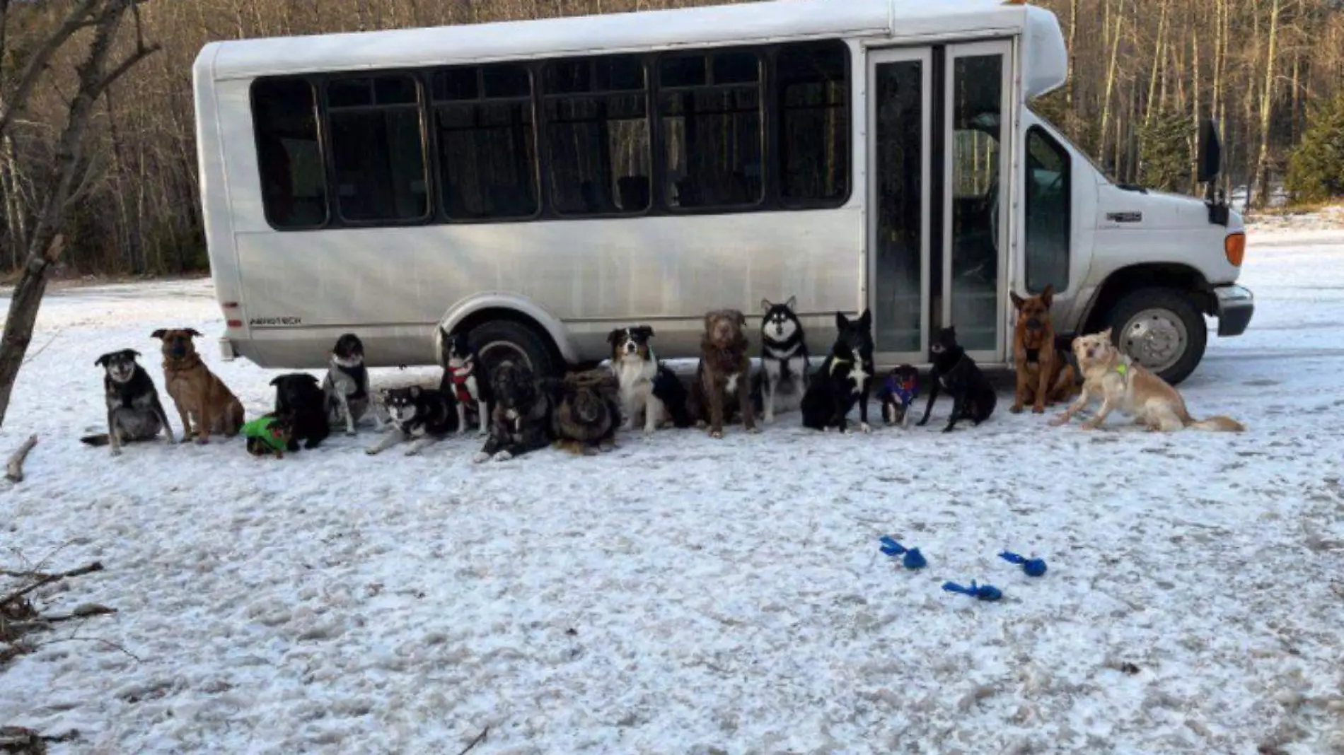 Perritos en autobús escolar